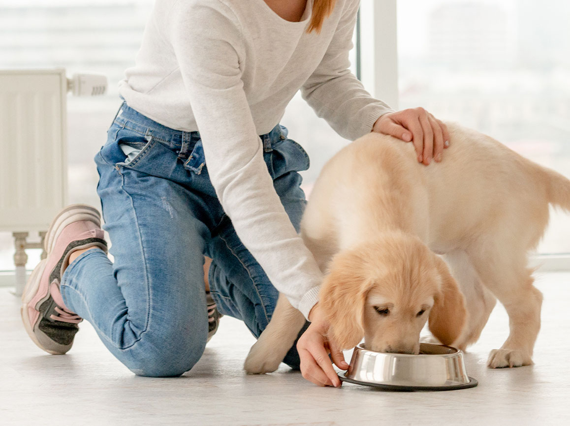 Puppy Feeding Schedule