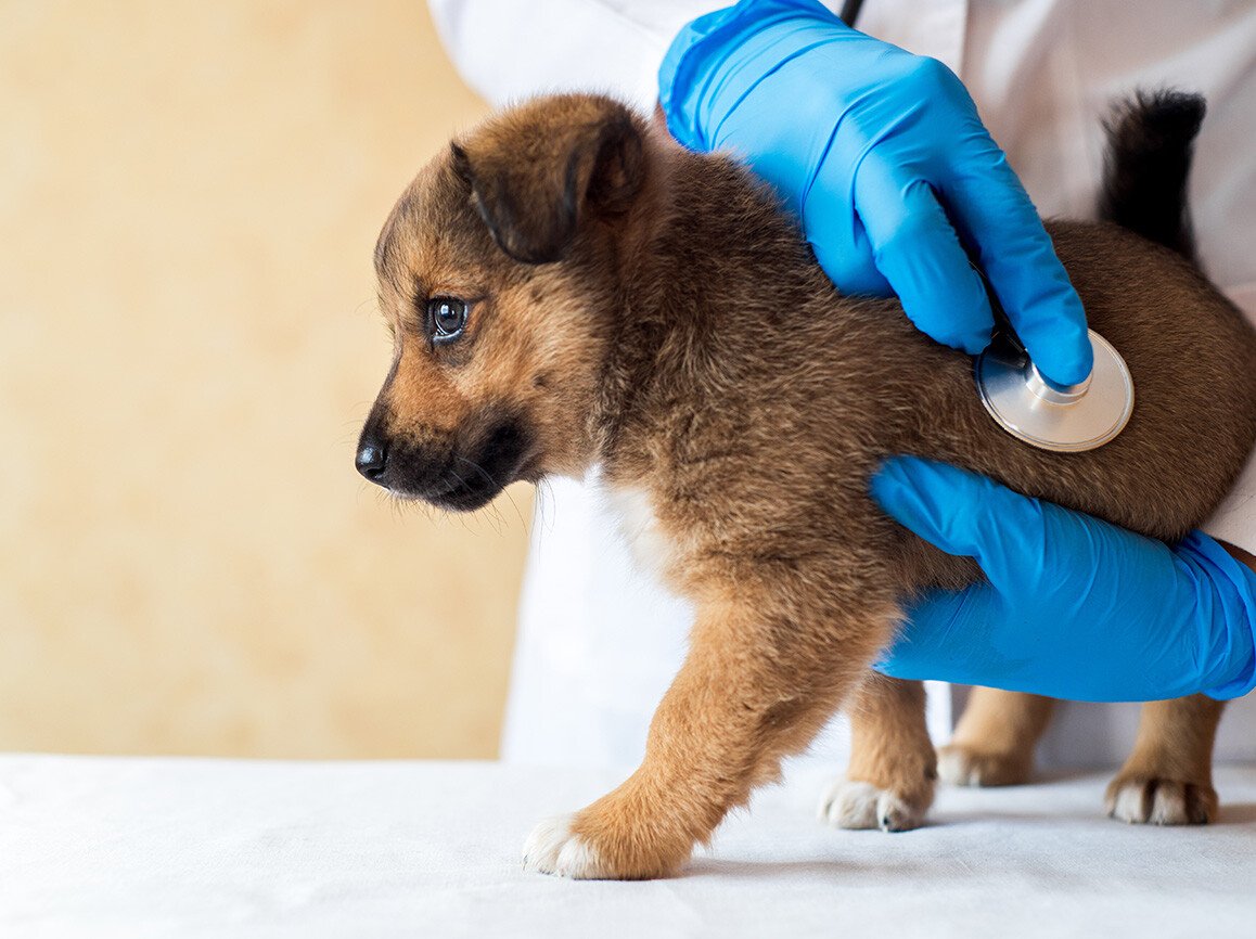 When Should I Schedule a Vaccine Appointment for my Puppy