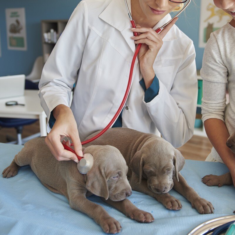 dogwellness