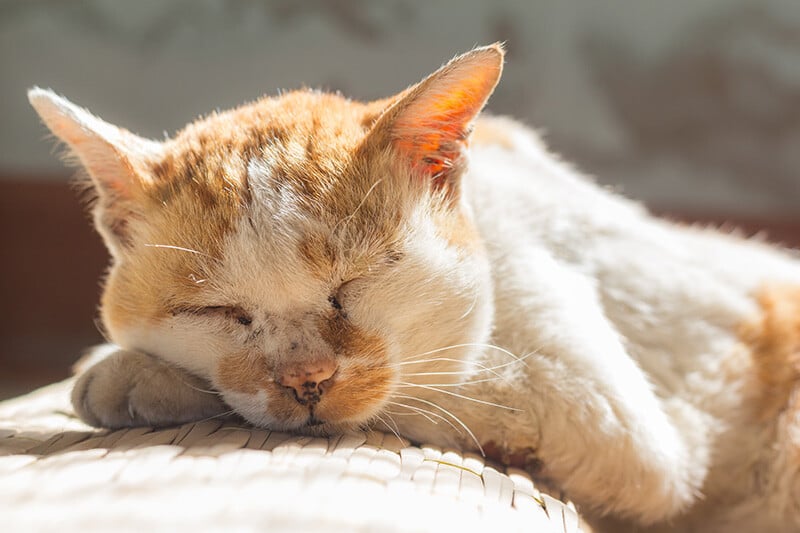 senior-animal-care-1