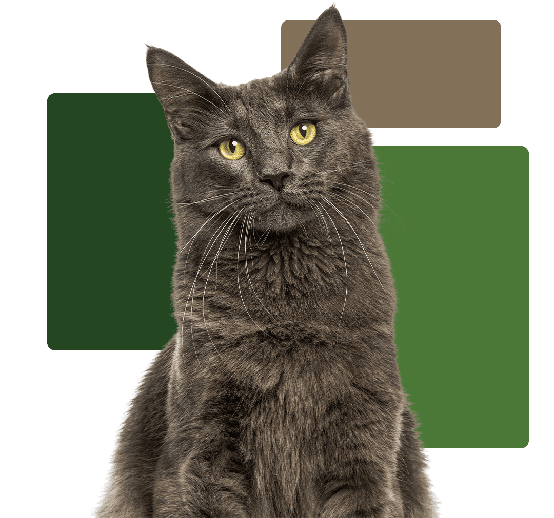 Dark Grey Cat With Three Boxes Behind Them