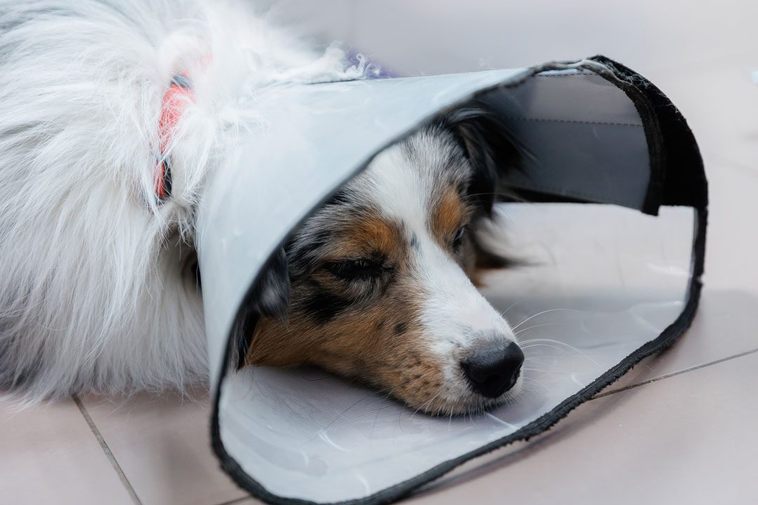Australian Shepherd wearing recovery cone after surgery and laying on the floor