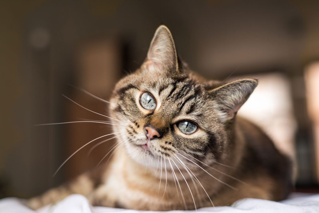 close up of brown cat with blue eyes laying on blanket