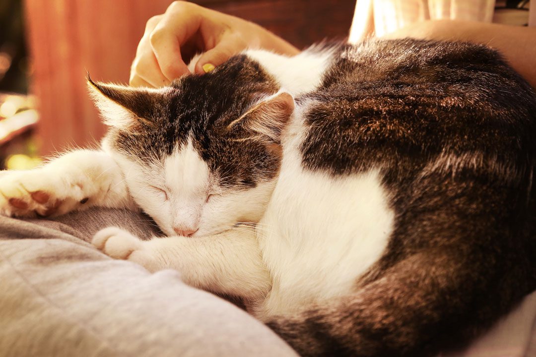 close up of senior cat laying on woman's lap