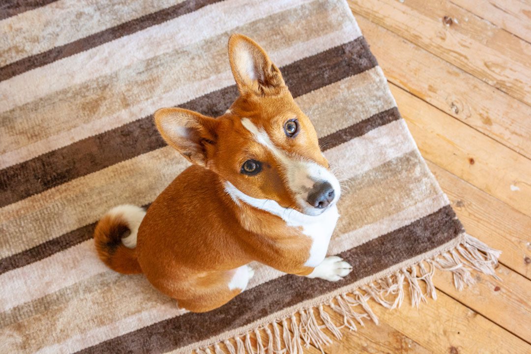 orange and white dog sitting on striped rug indoors