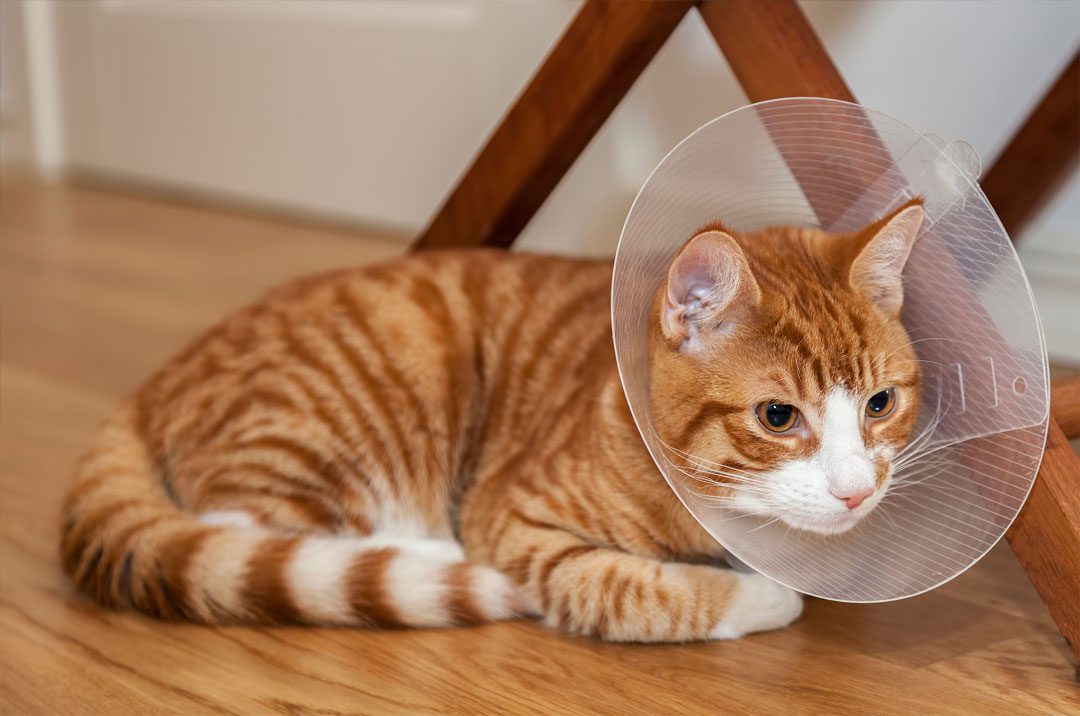 Orange and white cat wearing cone and laying on the floor