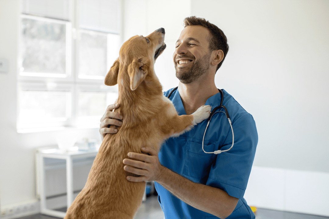 smiling male veterinarian holding corgi