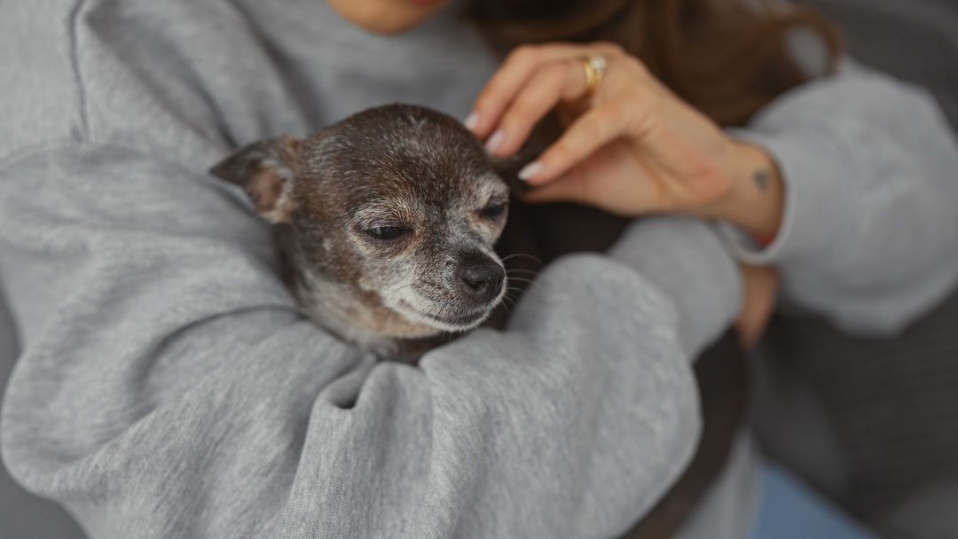 woman holding senior chihuahua