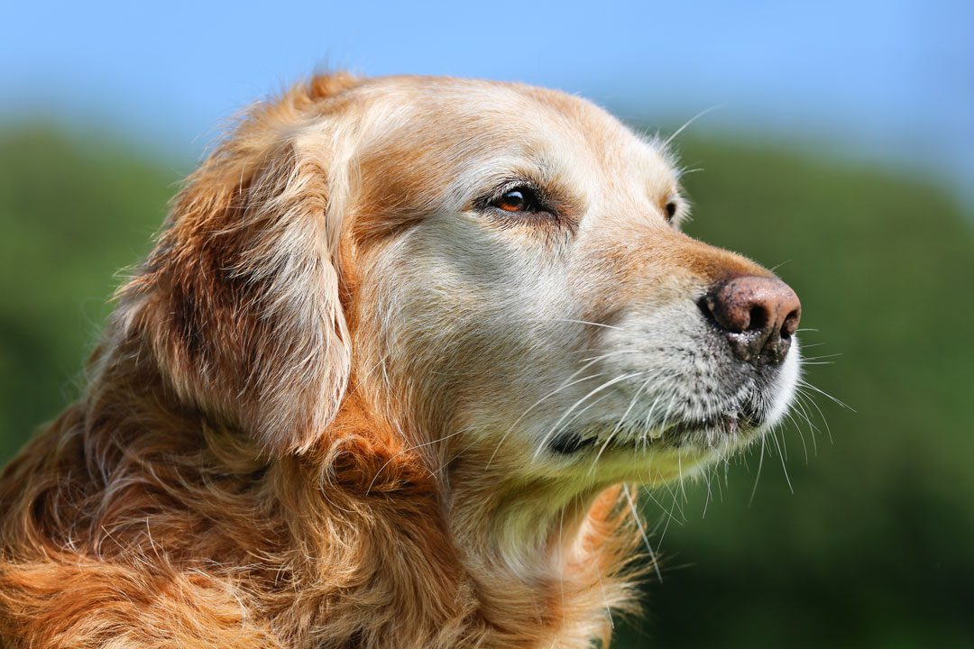 close up of senior golden retriever standing outside