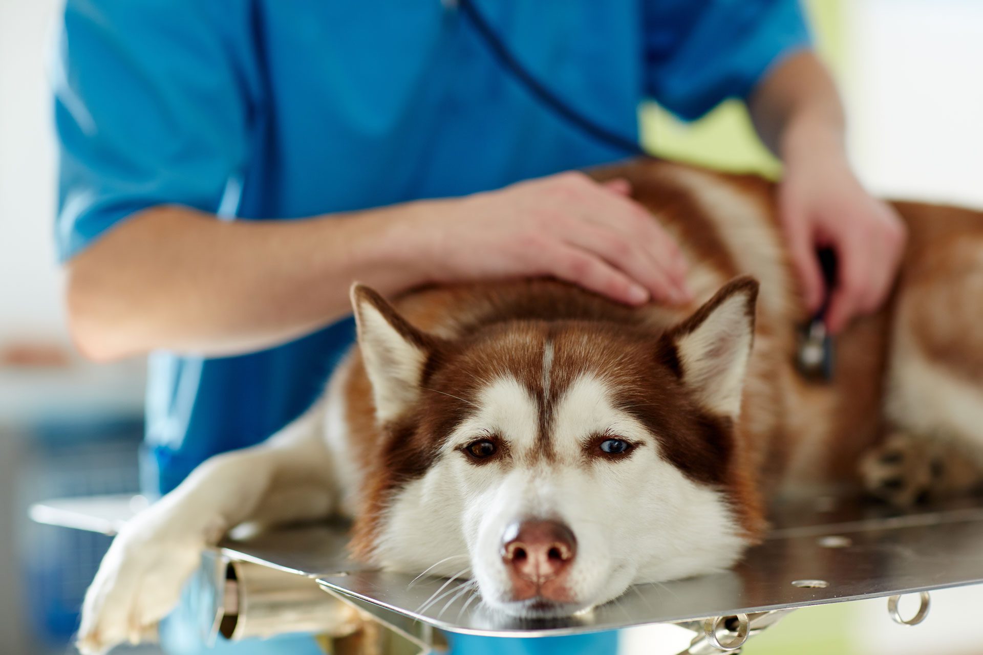 sick husky being examined by veterinarian