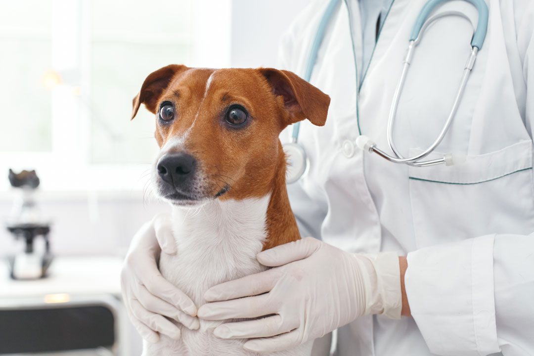 veterinarian examining small orange and white dog