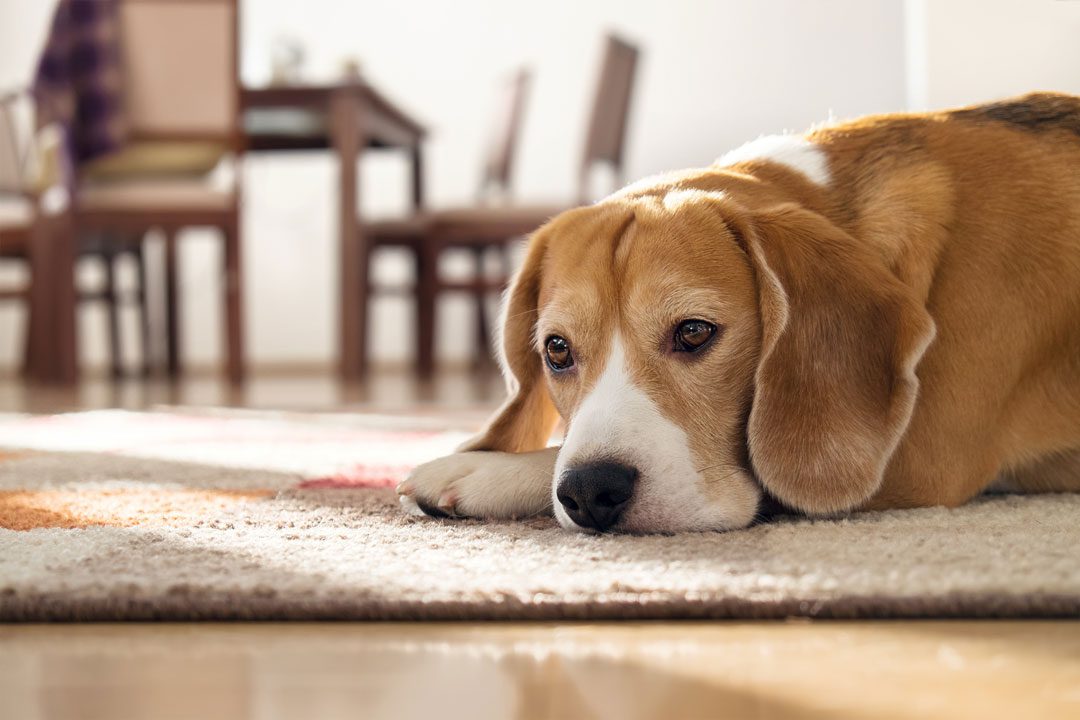 sad dog laying on the rug in the dining room