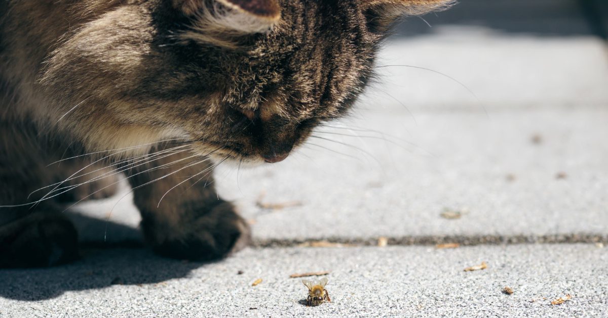 curious cat closely watching a bee on the sidewalk outside