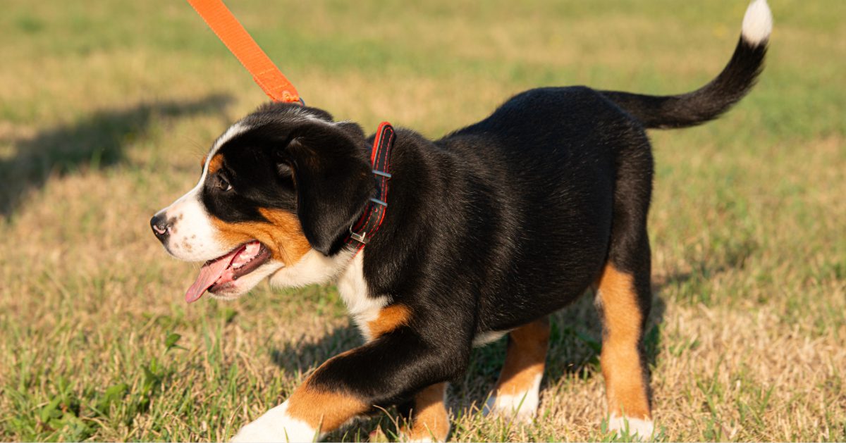 Greater Swiss Mountain Dog puppy on a leash outside