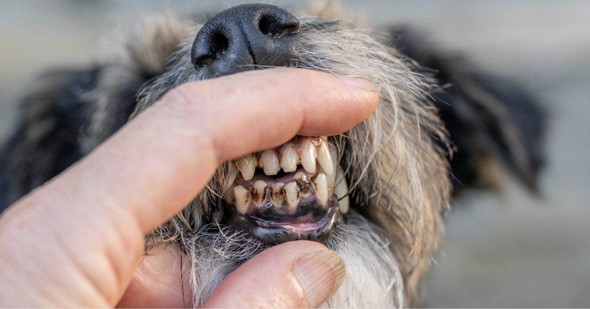 close up of owner examining dog's teeth