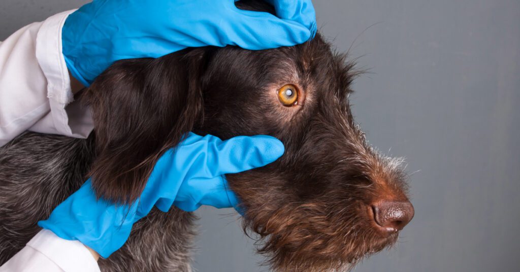 vet examining dog's eye