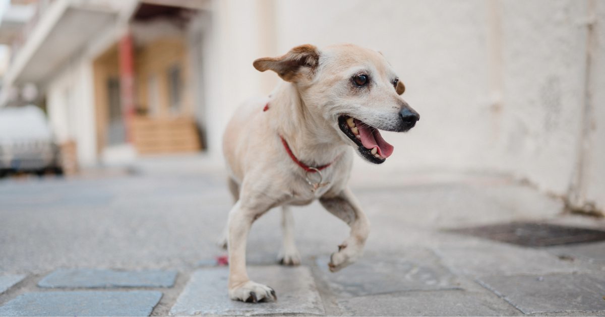 small dog limping while favoring front leg on the sidewalk