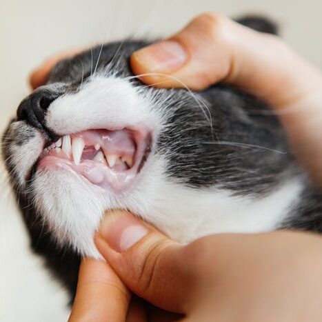 veterinarian checking out a cats teeth during a wellness exam