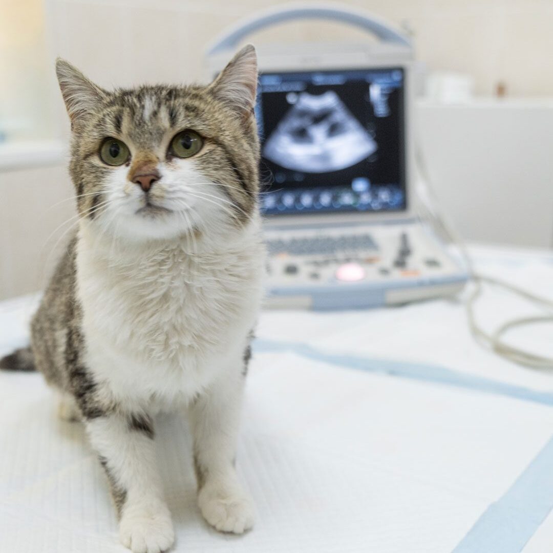 cat sitting on exam table next to ultrasound machine