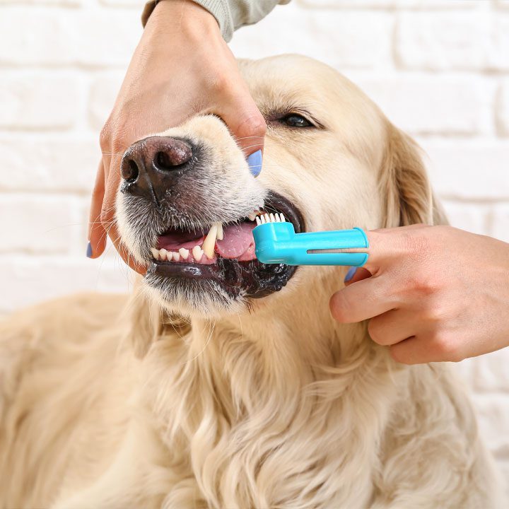 Golden Dog Getting Teeth Brushed