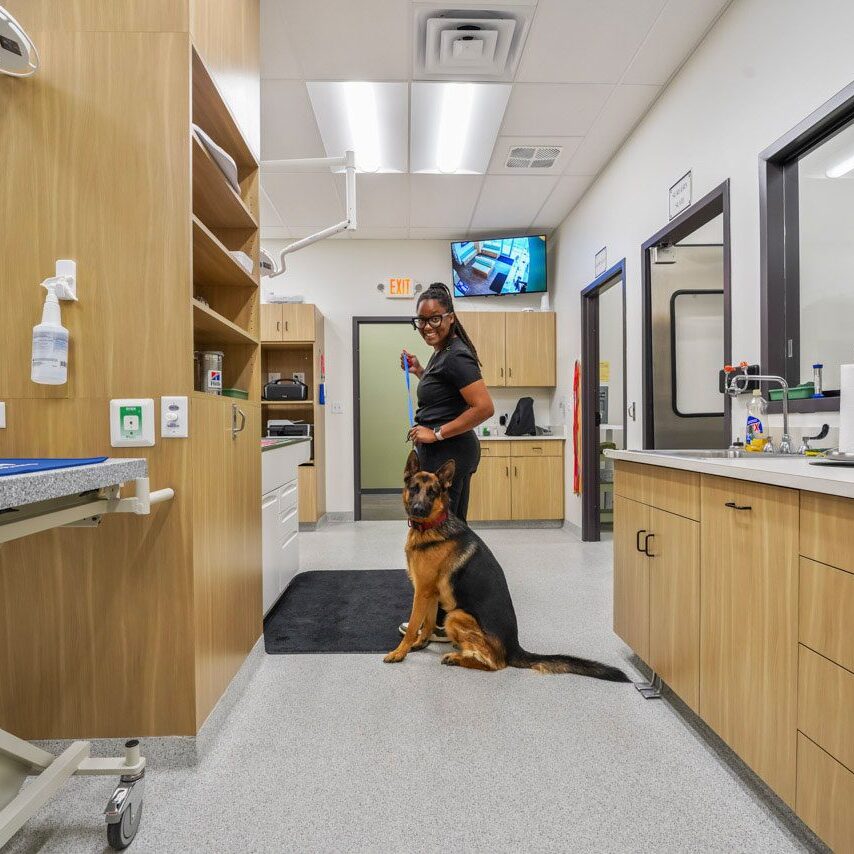 female veterinarian standing in exam room with german shepherd