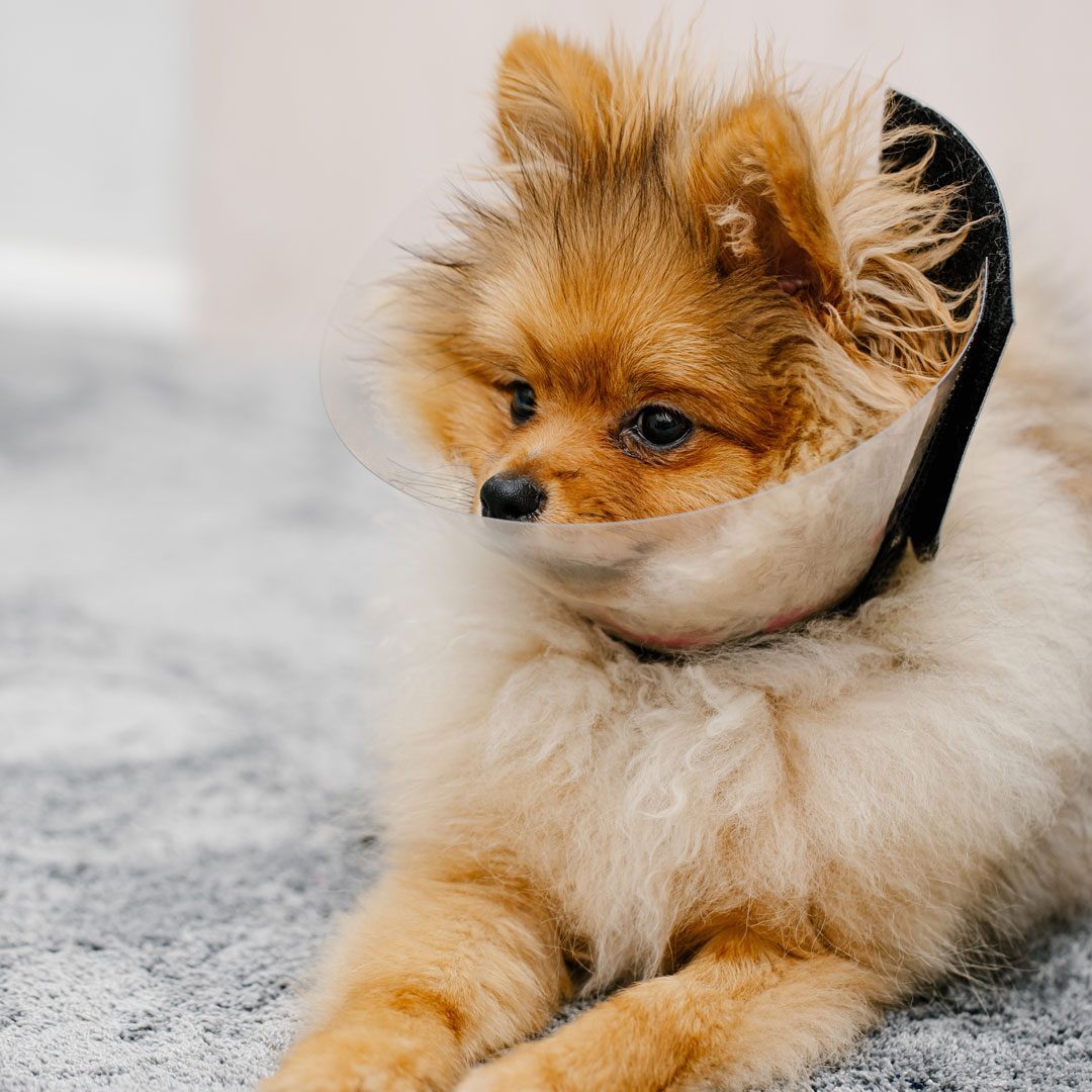 Pomeranian Dog In Cone